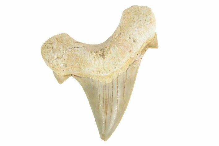 Fossil Shark Tooth (Otodus) - Morocco #226928